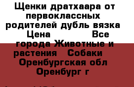 Щенки дратхаара от первоклассных  родителей(дубль вязка) › Цена ­ 22 000 - Все города Животные и растения » Собаки   . Оренбургская обл.,Оренбург г.